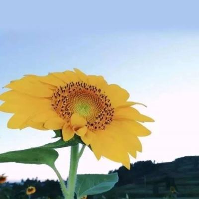 美国机场安检排队时间创历史新高 资金短缺令TSA陷入用工荒